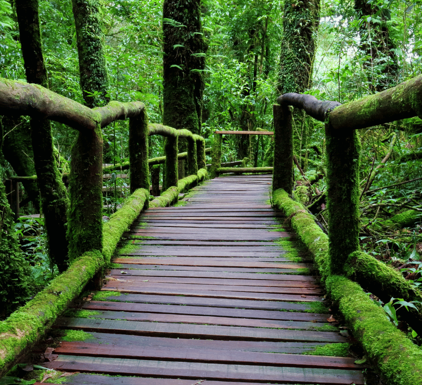 Wooden bridge in a dark green damp forest