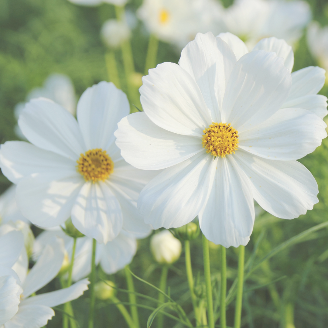 Close-up of white cosmos flowers with bright yellow centers, blooming in a lush green garden with soft natural sunlight.