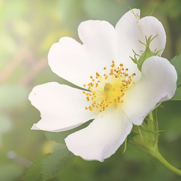 Close-up of a single white wildflower with yellow stamens, surrounded by green leaves and softly lit by natural sunlight.