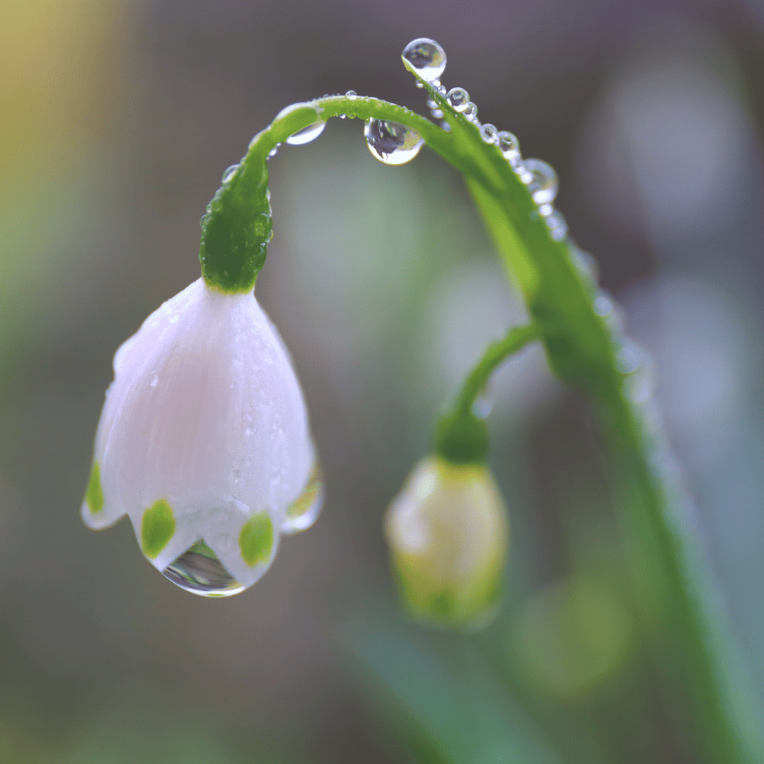 A close-up of a delicate white flower with small green markings on its petals, covered in tiny water droplets. The flower hangs gracefully from a green stem, with another bud slightly out of focus in the background. The soft, blurred background enhances the details of the flower and the shimmering droplets.